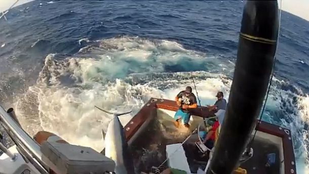 VIDEO: 600lb black marlin leaps into boat!